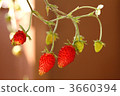 野草莓 3660394