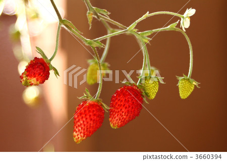 Wild strawberry 3660394