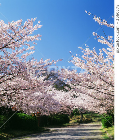 櫻花隧道 吉野櫻花樹 櫻花 3660578