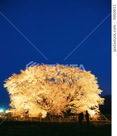 cherry blossom, lit up, light up 3660651