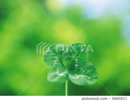 a four-leaf clover, four-leaf clover, four leaves 3660851