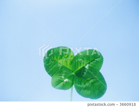 a four-leaf clover, four-leaf clover, four leaves 3660918