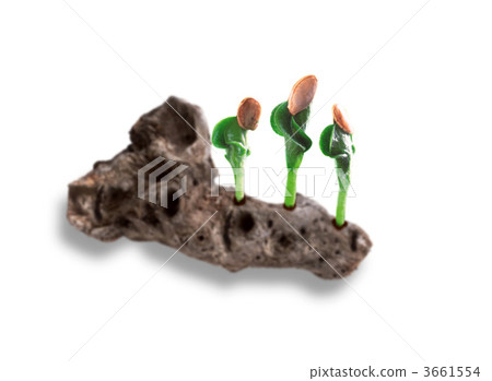 發芽 萌芽 嫩芽 3661554