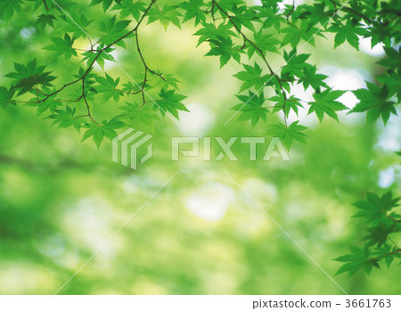 綠色秋天的樹葉 青楓 青楓葉 3661763