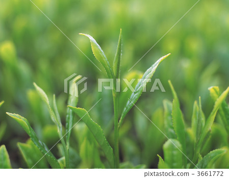 teleaf, sprout, new tea leaves 3661772