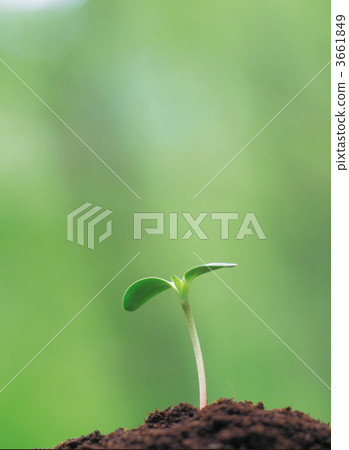 futaba industries, germinating, germination 3661849