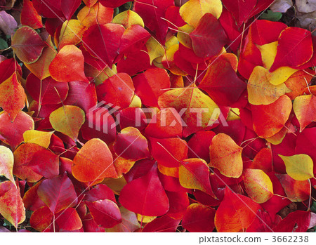 烏桕 葉子 葉 3662238