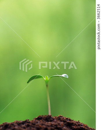 bud, seed leaf, sprout 3662514