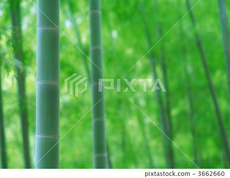 bamboo, green bamboo, bamboo thicket 3662660