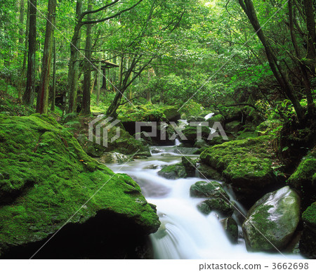 山溪 山澗 苔蘚 3662698