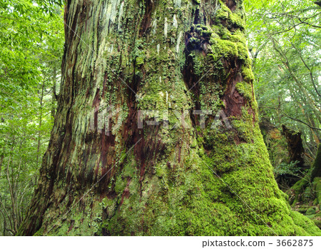 苔蘚 樹幹 莖 3662875