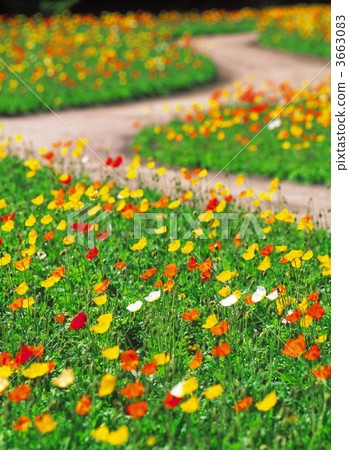 罌粟田 花園 著名的地方 3663083