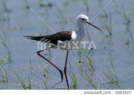 Black-winged stilt 3663820
