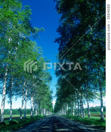 大道 林蔭路 銀樺樹 3664080