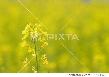 油菜花田 西蘭花田 強姦開花領域 3664329