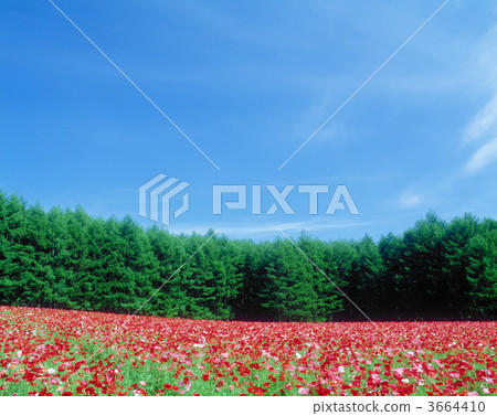 poppy field, papaver rhoeas, flower garden 3664410