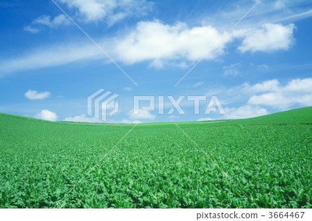 打敗 糖蘿蔔 甜菜根 3664467