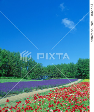 花園 景點 格羅夫的樹木 3664581