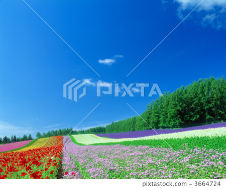 天空 藍天 花園 3664724