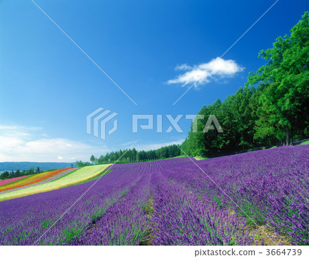 熏衣草 薰衣草 薰衣草花田 3664739