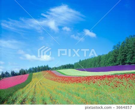 花園 格羅夫的樹木 富良野 3664857