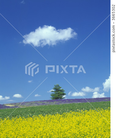 油菜花 強奸的花朵 油菜花田 3665302