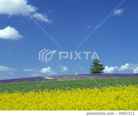 油菜花 強奸的花朵 油菜花田 3665311