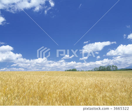 小麥地 小麥 原野 3665322
