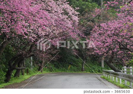 寒緋櫻 櫻花 台灣櫻桃 3665630