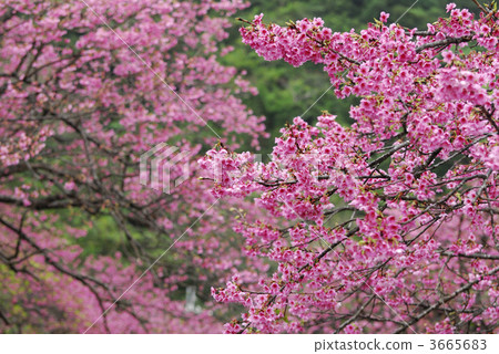 本部 一月 1月 3665683