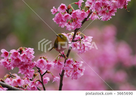 white-eye, white eye, sclera 3665690