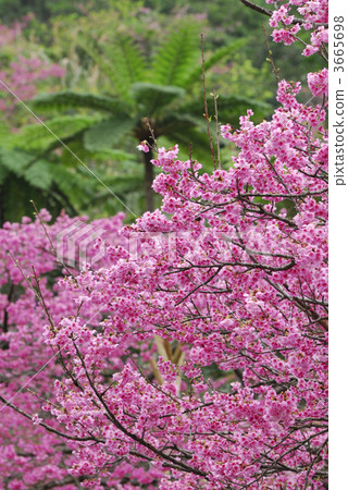 prunus campanulata, prunus cerasoides var. campanulatum, taiwan cherry 3665698