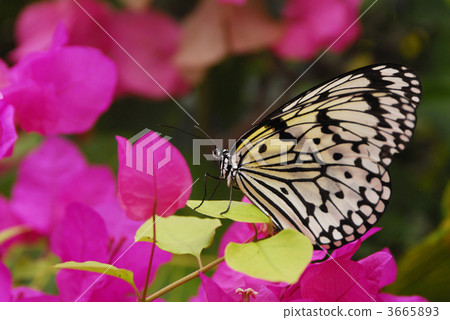 rice paper butterfly, tree nymph butterfly, butterfly 3665893
