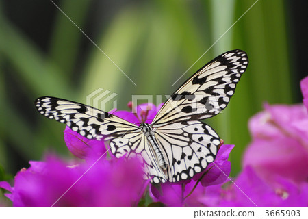 rice paper butterfly, tree nymph butterfly, butterfly 3665903