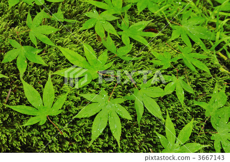 綠色秋天的樹葉 青楓 青楓葉 3667143