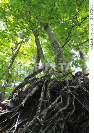 山毛櫸 日本山毛櫸 大山 3667262