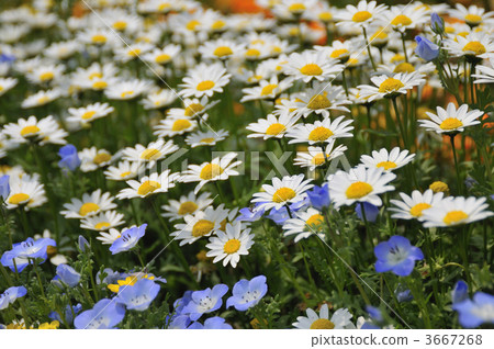 flower garden, flower field, background 3667268