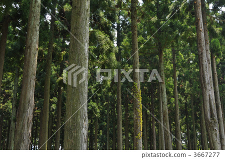 松林 柳杉林 樹木 3667277