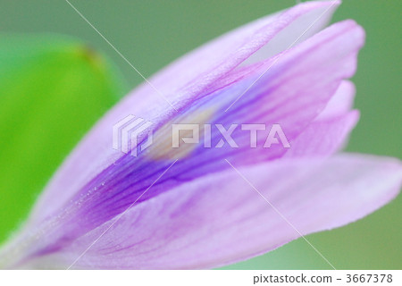 水葫蘆 單瓣 獨輪 3667378