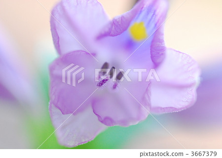 水葫蘆 單瓣 獨輪 3667379