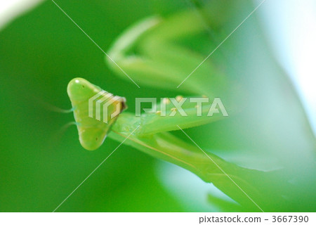 一隻小動物 舉起 向上 3667390