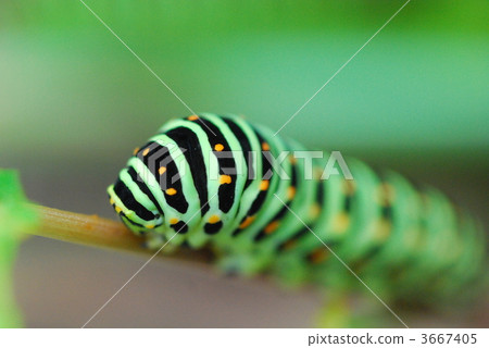 larva, papilio, swallowtail 3667405