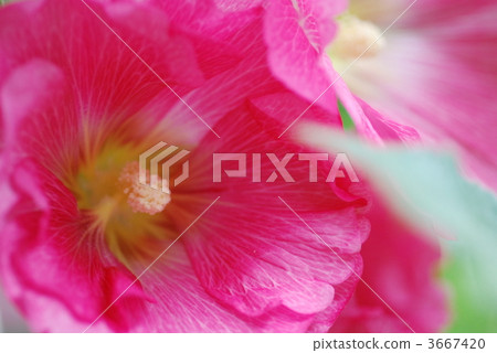 蜀葵 底圖 background 3667420