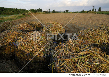 miyakojima, sugarcane, sugarcane field 3667481