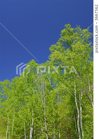 japanese white birch, silver birch, japanese white birch forest 3667562