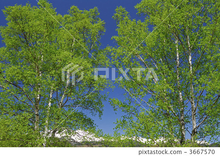 silver birch, japanese white birch, wood 3667570