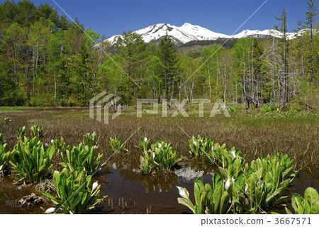 asian skunk cabbage, skunk cabbage, silver birch 3667571