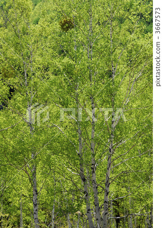 japanese white birch, silver birch, tree 3667573