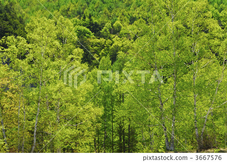 japanese white birch, silver birch, japanese white birch forest 3667576