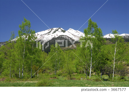 scenic spots, japanese white birch, silver birch 3667577